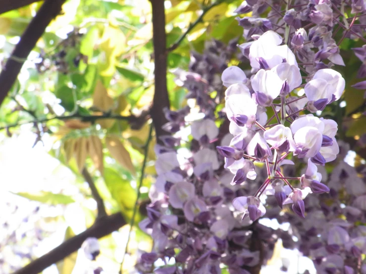 this is an image of beautiful lilacs in bloom