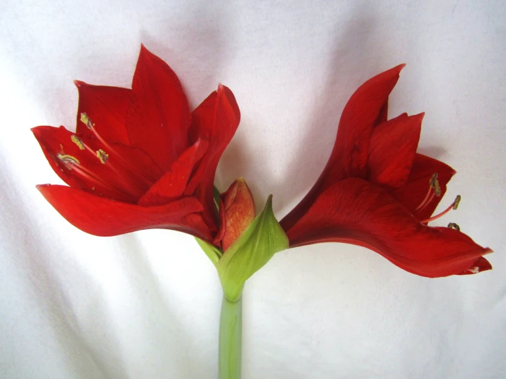 a close up of two flowers that are red