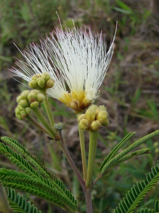 a white flower is blooming on the side of a green plant