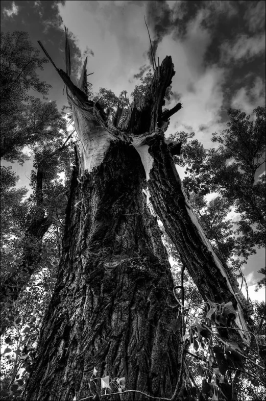 a black and white po of a tree