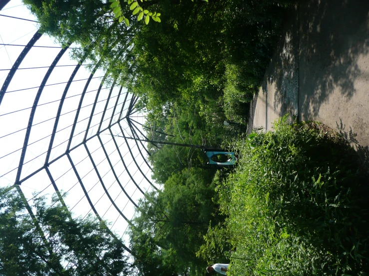 an open walkway lined with bushes leading into a green forest