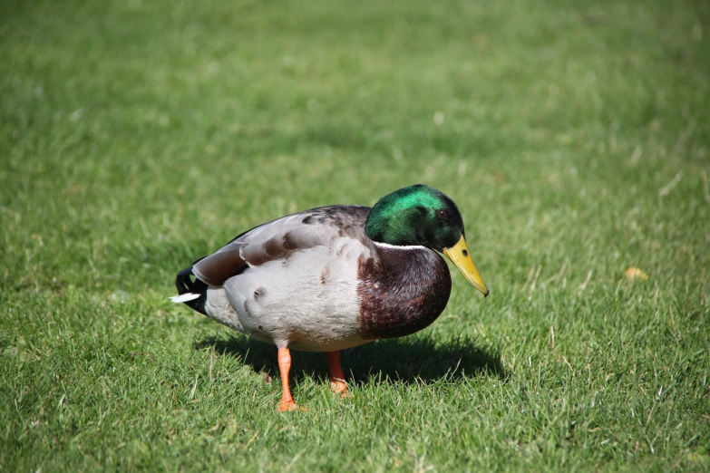 a duck on a green field of grass