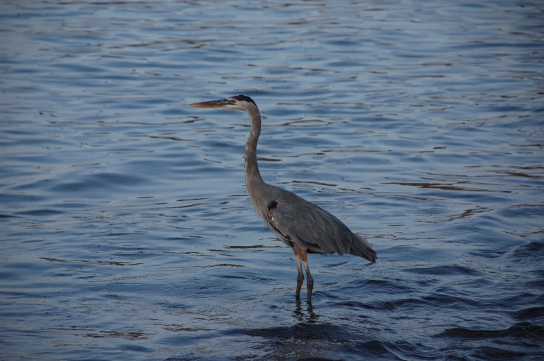 a large bird walking on the beach of the ocean