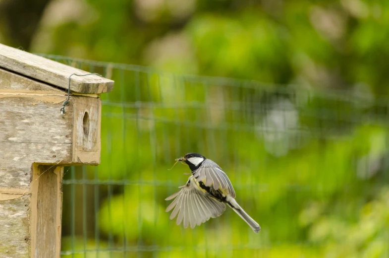 a bird in the air above a wooden box