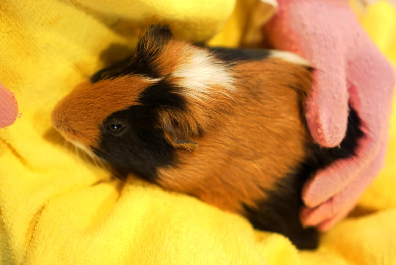 a guinea pig is lying in the blanket with pink decorations