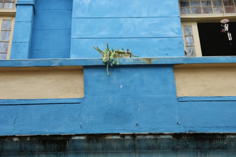 the green plants are growing out of the wall of the building