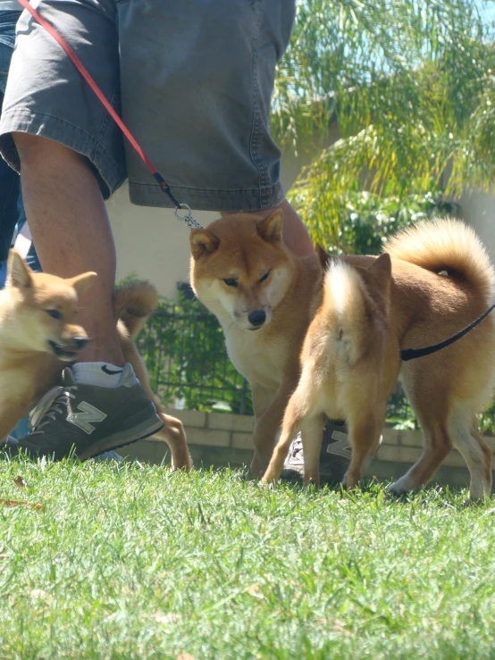 three dogs stand on grass while someone walks them