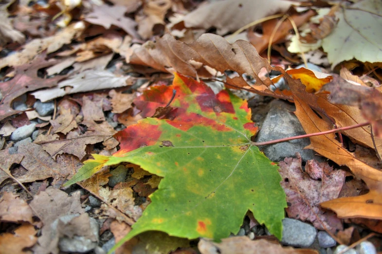 several leaves on the ground among each other