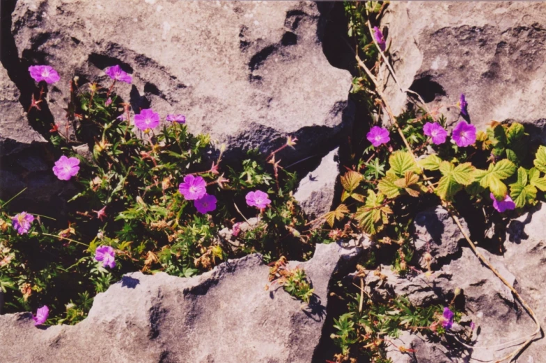 purple flowers growing on the side of a mountain