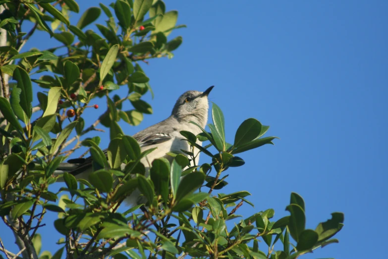 a small bird perched on top of a tree