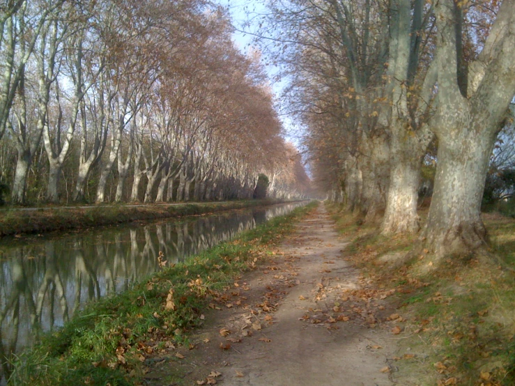 the road that runs through the leaf covered trees is next to the river