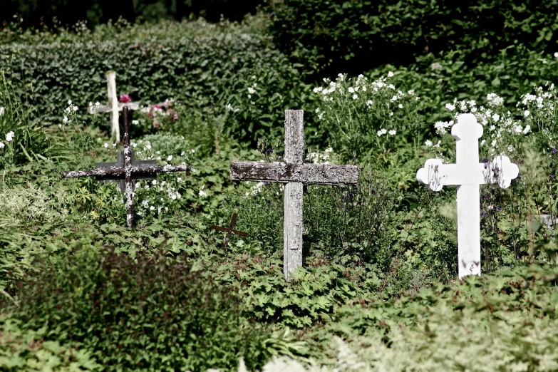 a bunch of crosses on some grass and bushes