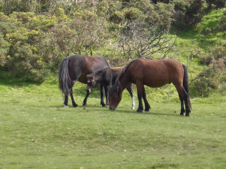 two horses standing close together eating some grass