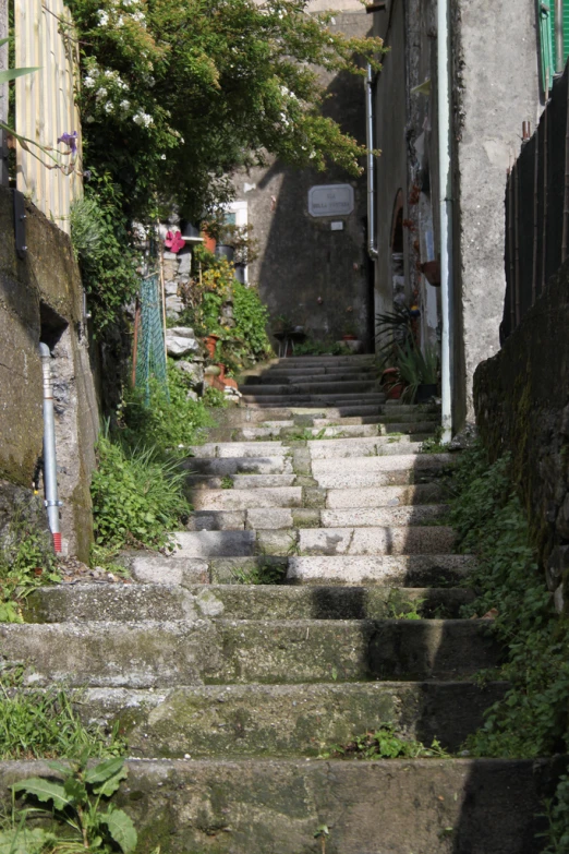 the stairs lead up to the top floor and are overgrown by vegetation