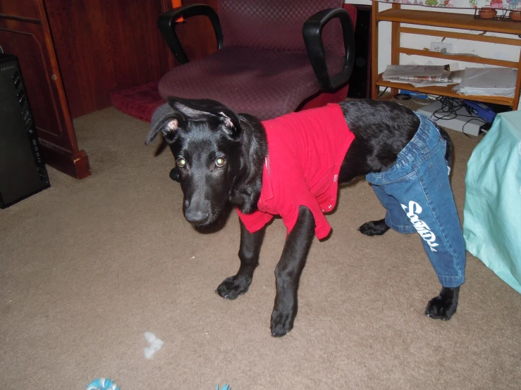 a black dog standing in the middle of a living room