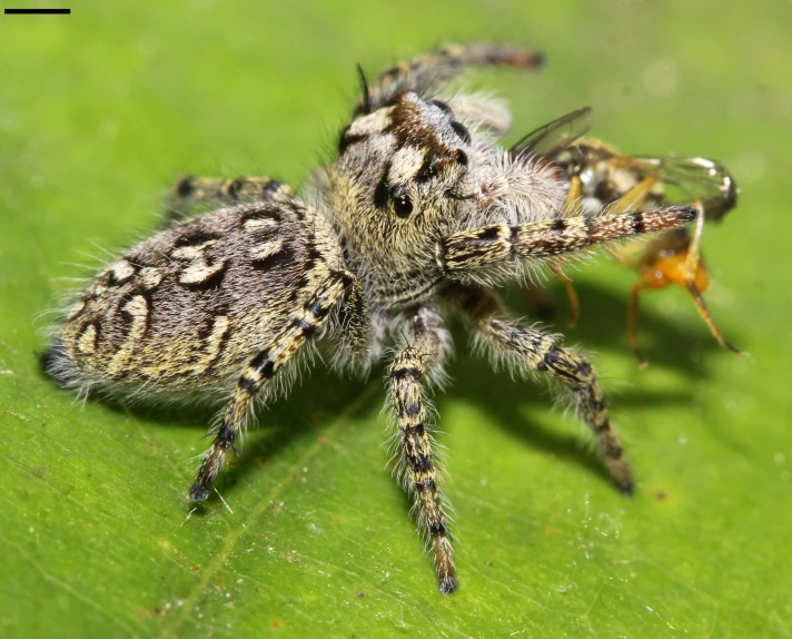 a jumping spider on a green surface with drops of water