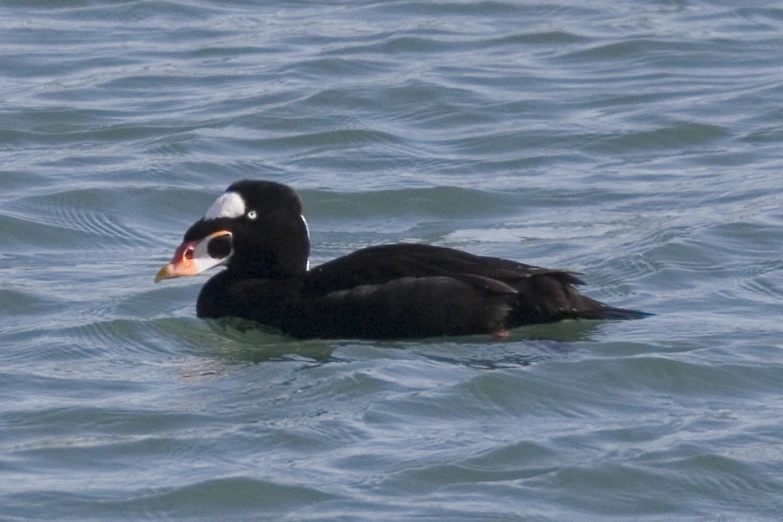 a black duck with a white beak swimming in the water