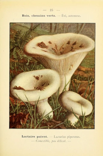 the front cover to an illustrated book, showing a group of mushrooms