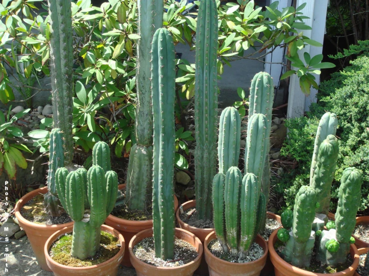 several green cactus are planted in small pots