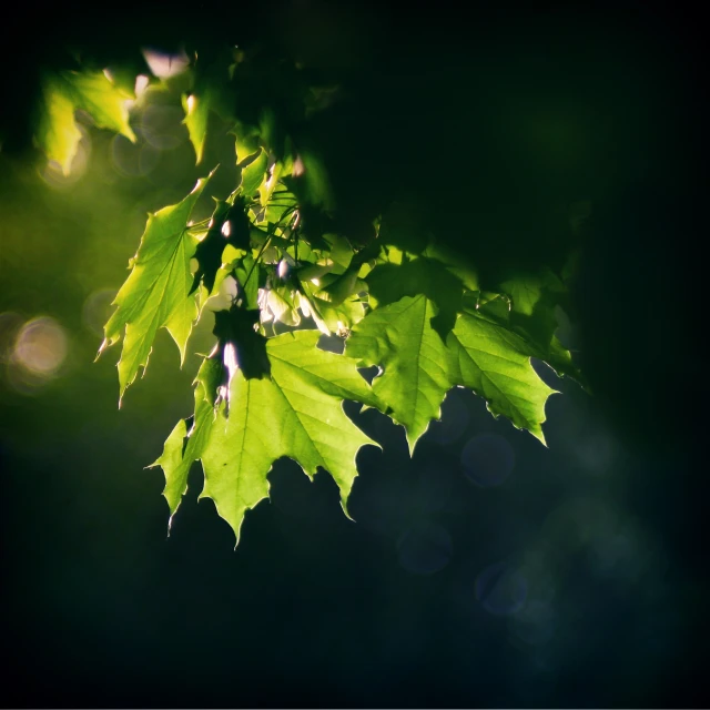 a leafy green tree with sun rays coming through