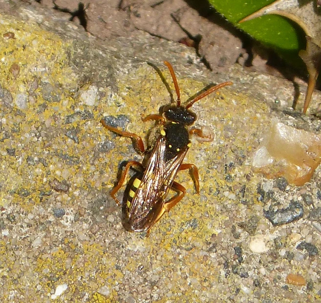 a bug with large wings sits on a cement surface