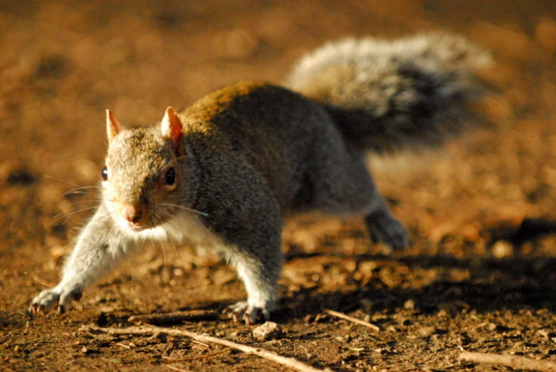 a small squirrel is walking across the dirt
