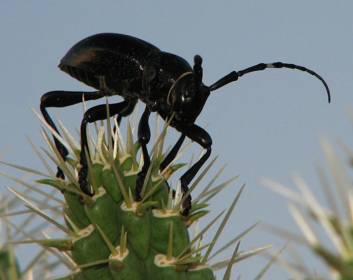 a bug is crawling in the middle of a cactus