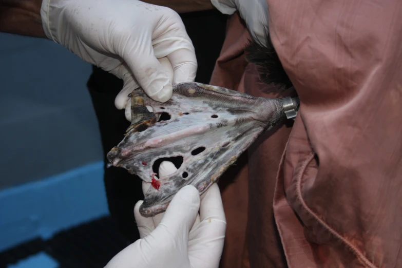 a man wearing gloves and latex holds a fish on his hands