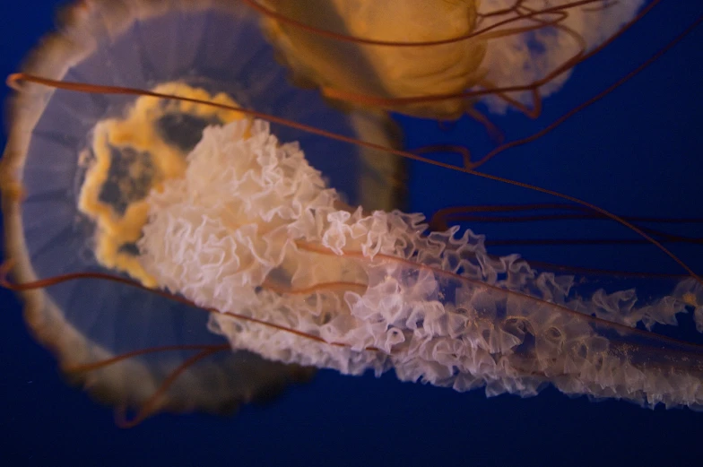 an artistic looking jellyfish with yellow highlights on its head
