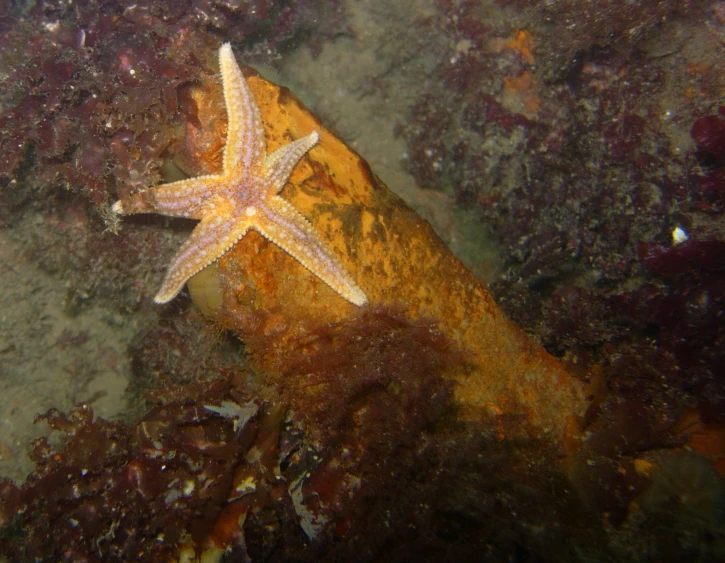 a starfish resting on an ocean bed covered in algae