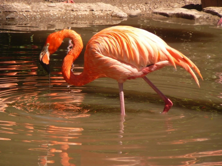 a flamingo bending down and drinking water