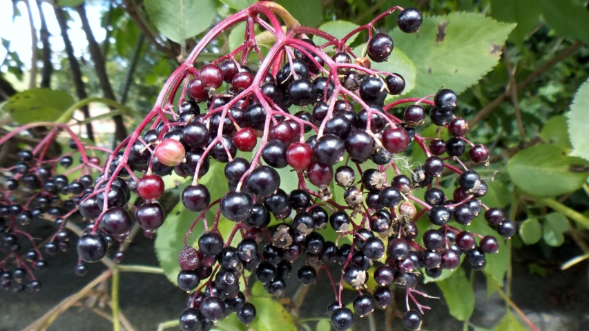 blackberries hang from a tree in the garden