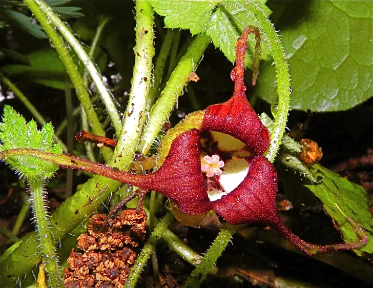 a very nice looking flower on the ground