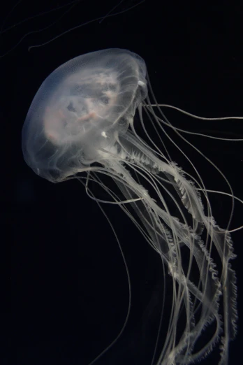an almost invisible jellyfish floats in a black sky