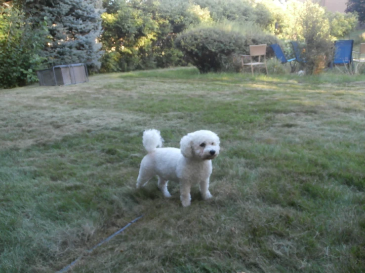 a small white dog standing in a yard