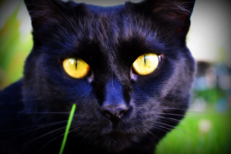 a black cat has yellow eyes and a green stick