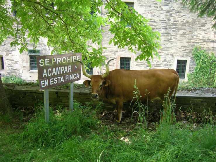 a brown cow standing next to a building