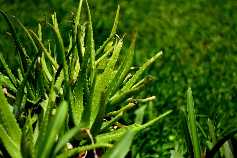 a close up of some grass with dews on it