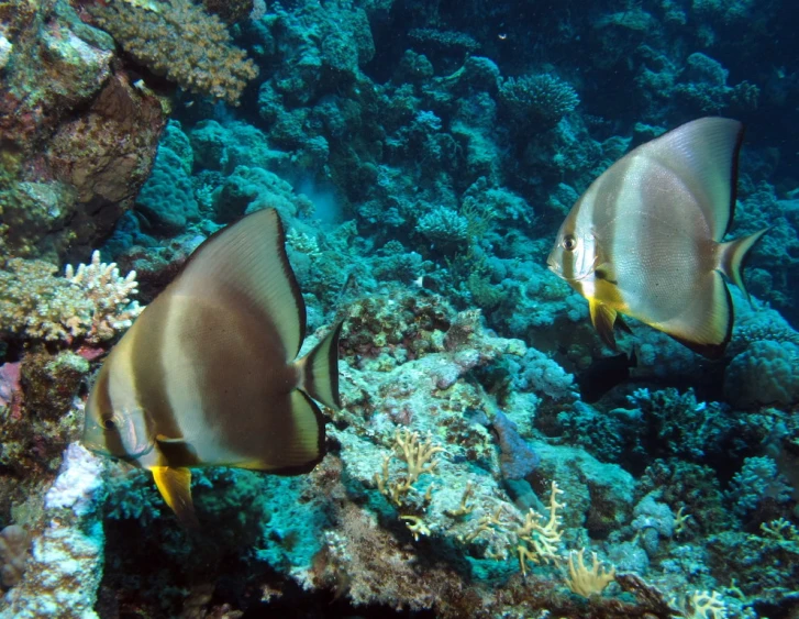 two fish are near a colorful coral reef