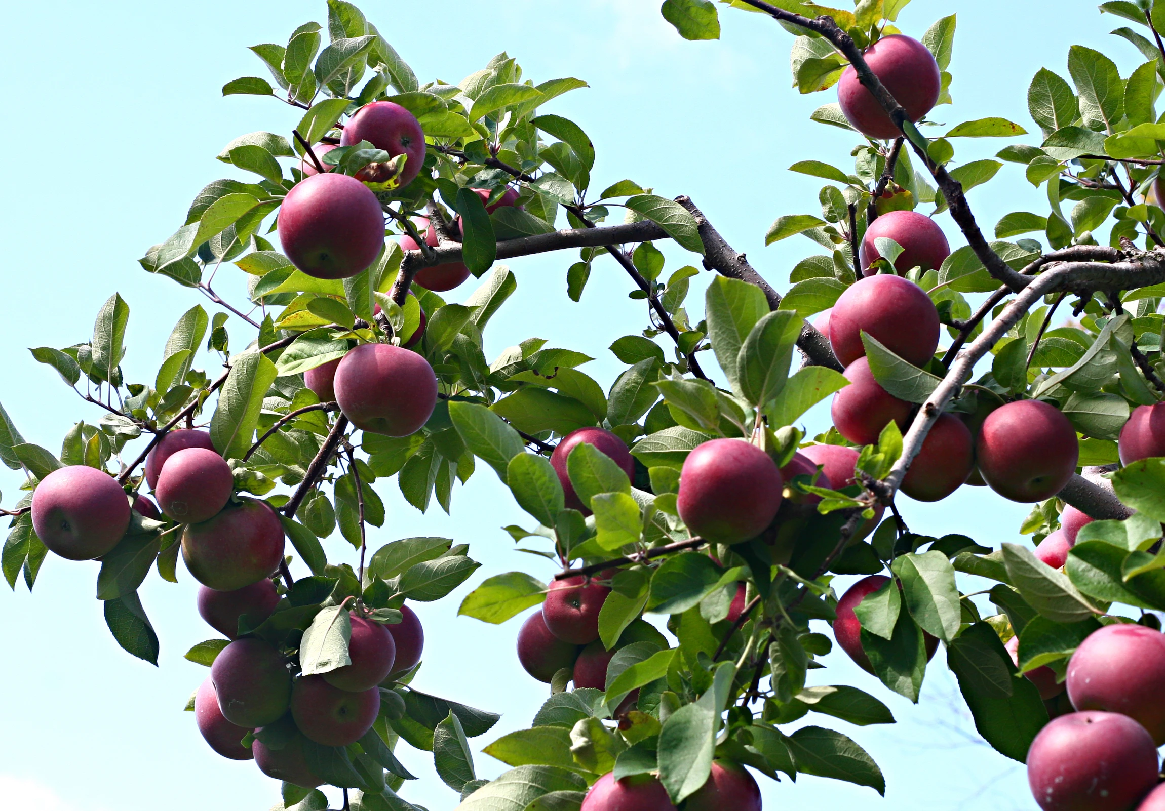 a tree has ripe fruits growing from it