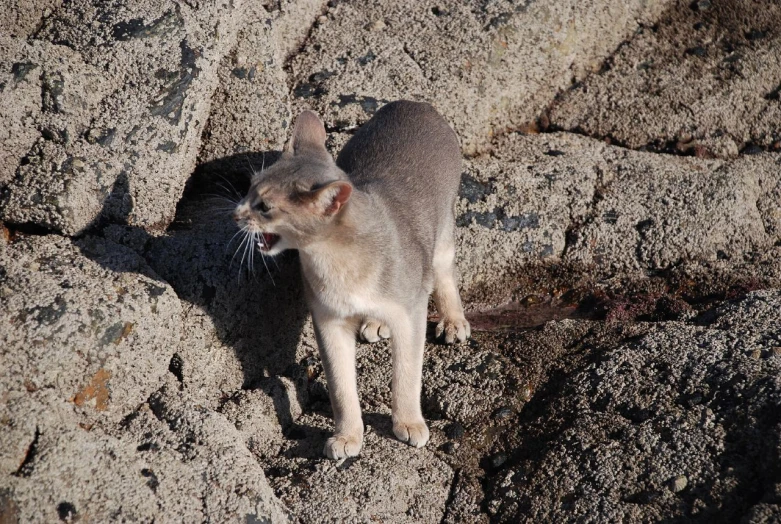 a small gray cat sitting on top of a rock