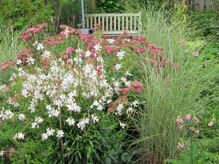 this garden has tall pink, white and purple flowers in it