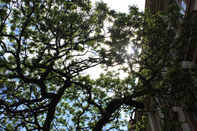 a very tall building surrounded by lots of trees