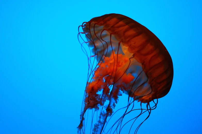 an orange jellyfish floating in the water with blue sky behind it