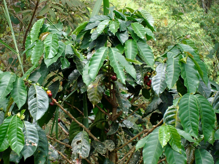 a bunch of trees that have some green leaves