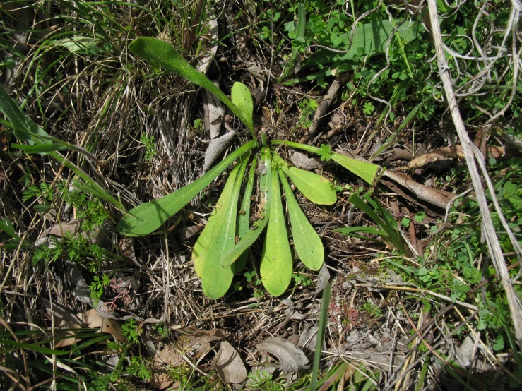 a tree with very small leaves on the ground