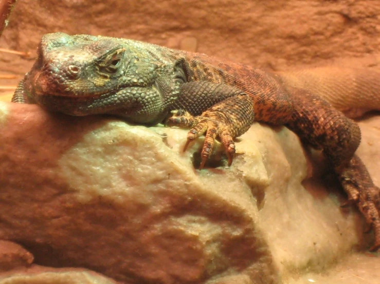 a small lizard that is on top of a large rock