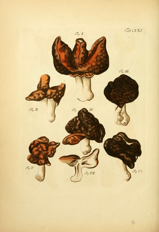 an illustrated drawing of different kinds of mushrooms