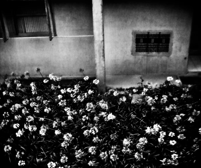 a large group of small white flowers by a building