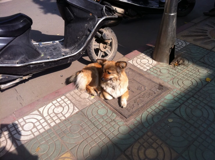 a dog standing on the street in front of a pole